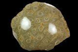 Polished Fossil Coral (Actinocyathus) Head - Morocco #128174-1